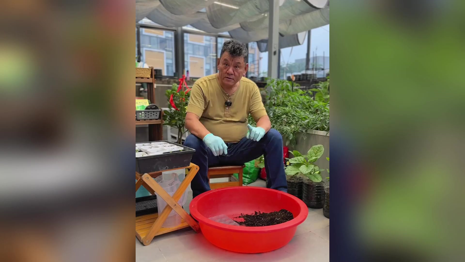 家庭菜园秋季如何播种大白菜?