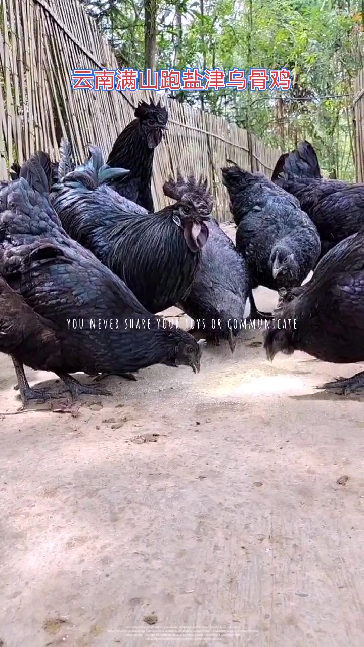 云南满山跑盐津乌骨鸡:这样的鸡我用心养,你放心吃