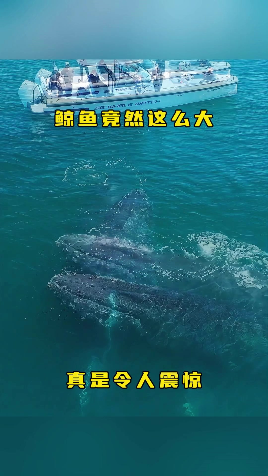鲸鱼竟然这么大,真是令人震惊!