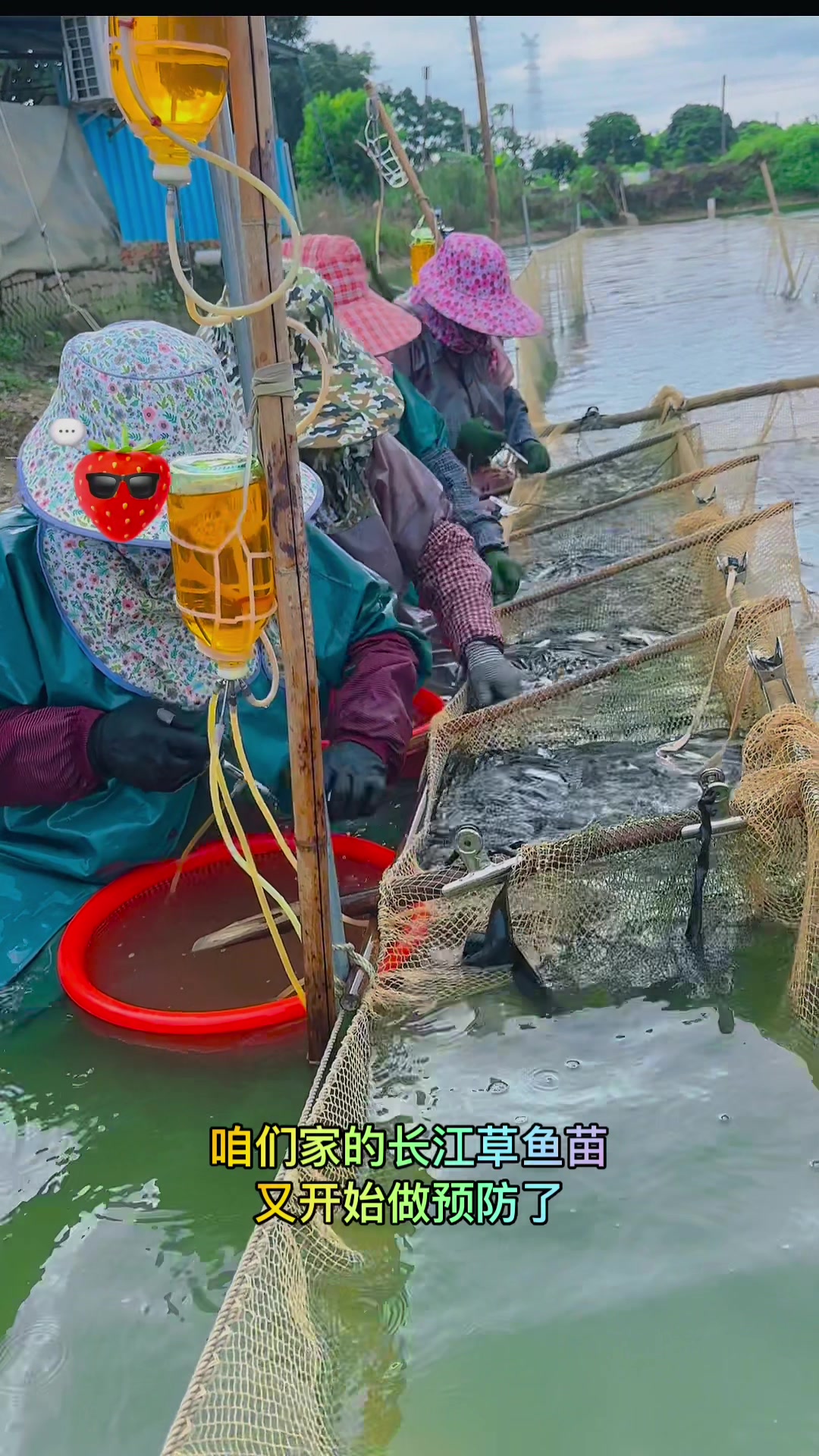 长江草鱼苗,这样的草鱼苗让您心动了吗?