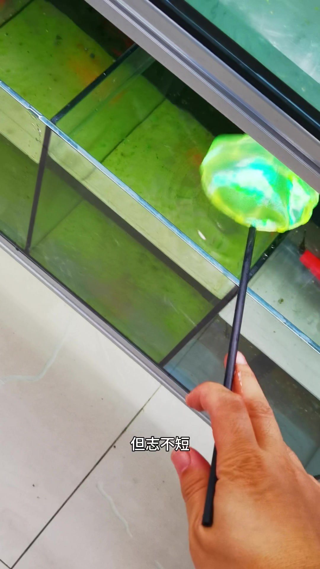 漂亮的孔雀鱼哦。