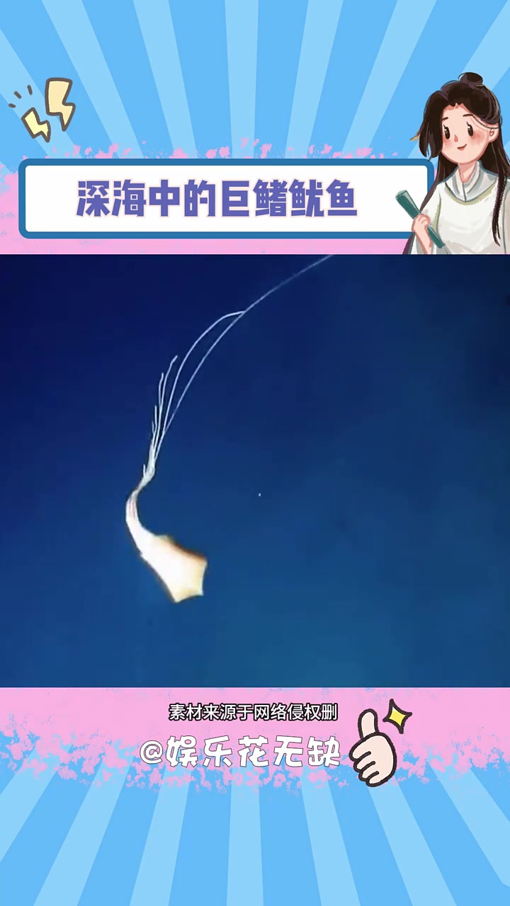 生活在深海中的巨鳍鱿鱼 海洋生物 鱿鱼