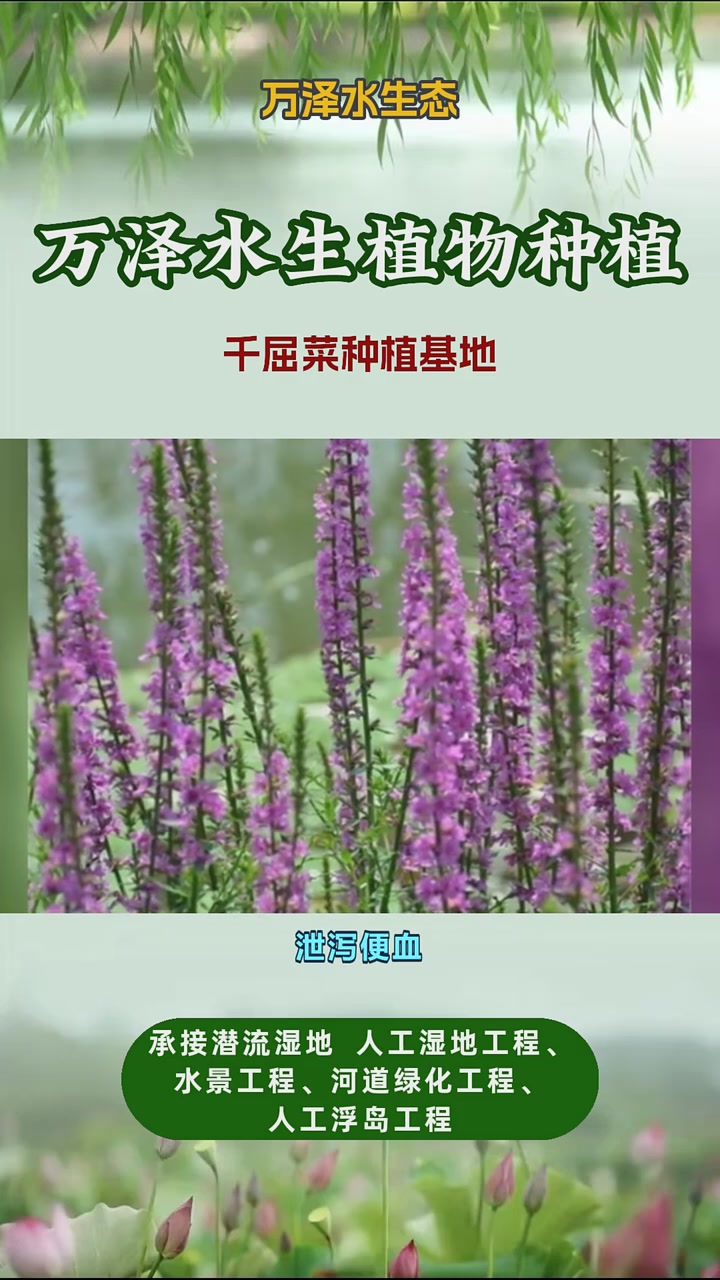 千屈菜一平米种多少株