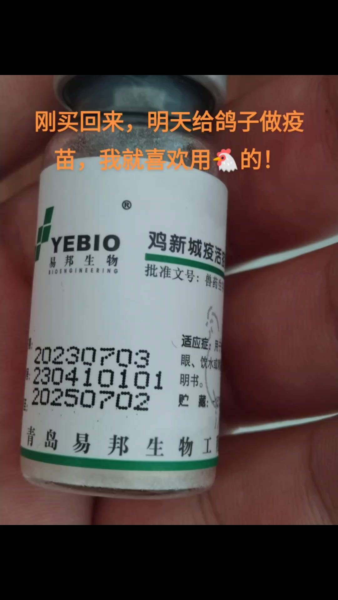 给鸽子做疫苗,就喜欢用鸡的!什么这进口,那进口的,只支持国产