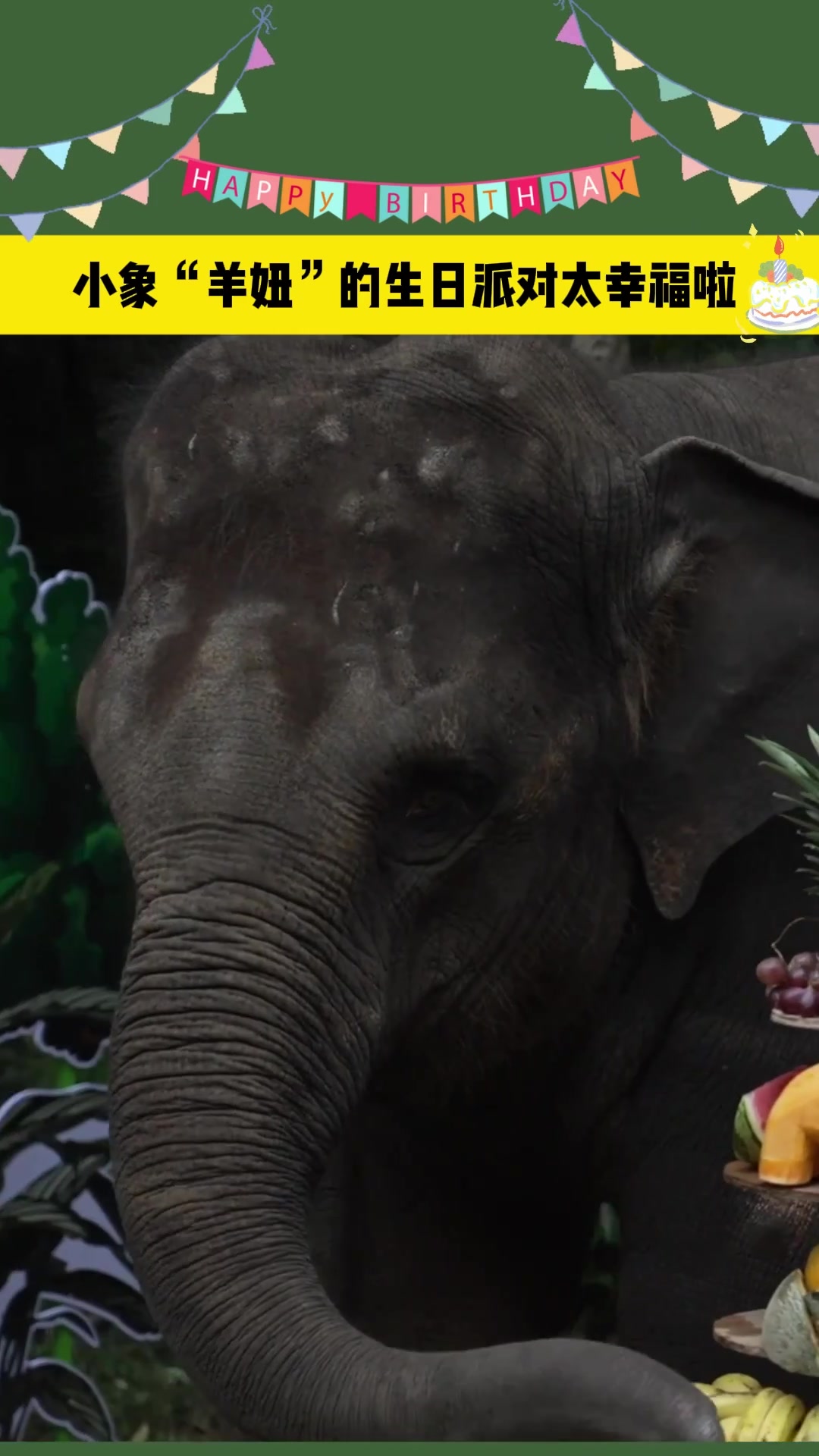 长鼻抡圆了干饭,小象“羊妞”生日宴纵享7层“水果蛋糕”