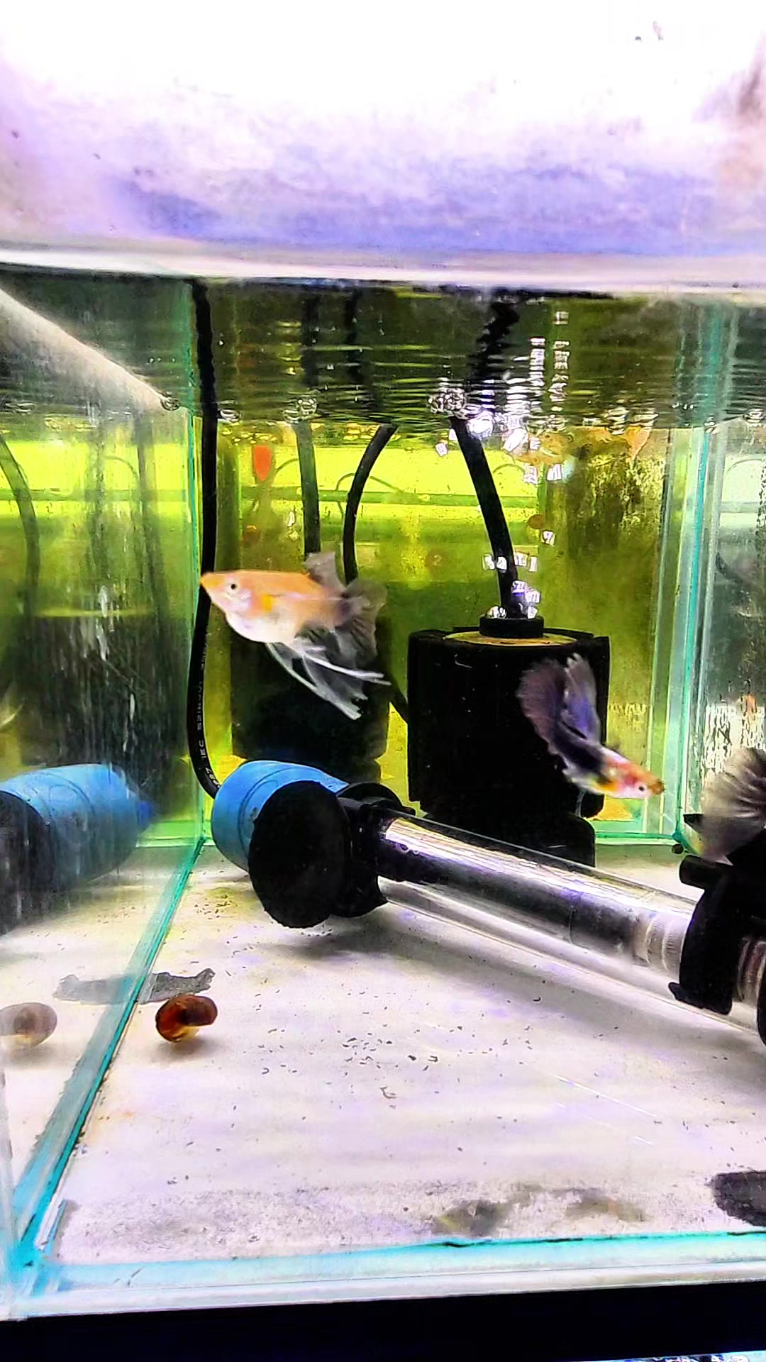 蓝礼服花瓣绒球孔雀鱼