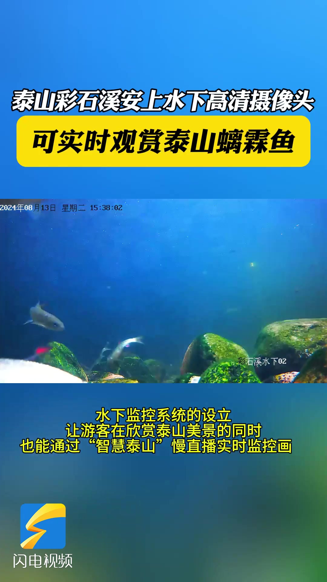 泰山螭霖鱼“开直播”啦!泰山彩石溪安上水下高清摄像头
