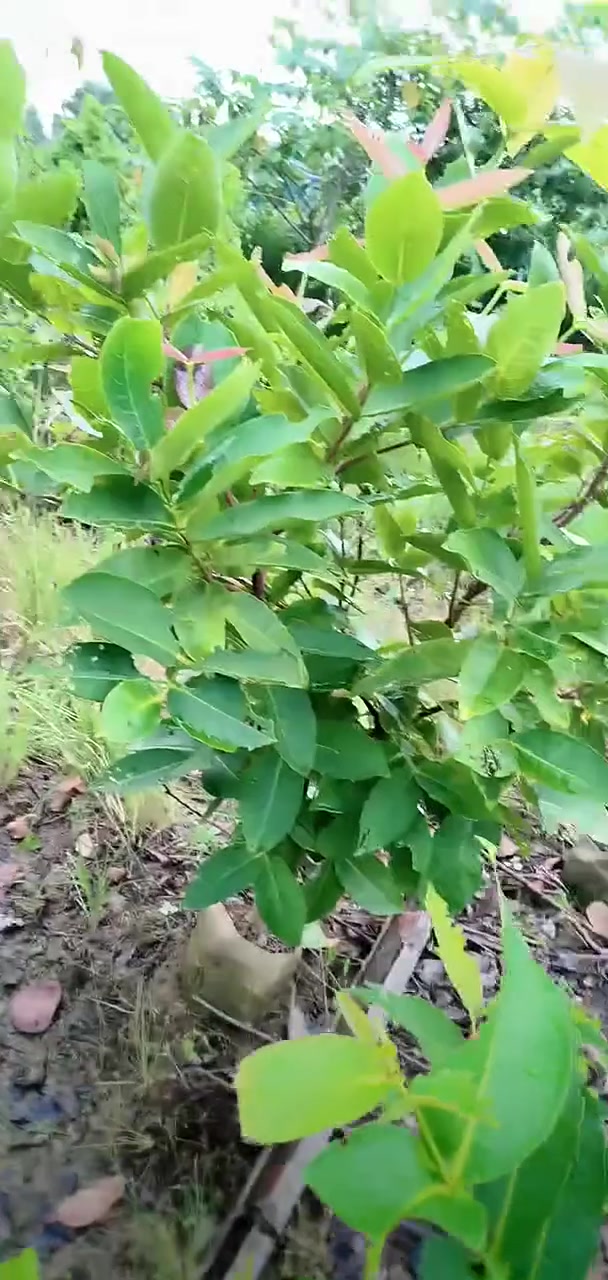 带土 包邮蛋黄果苗树嫁接正宗耀堂仙桃苗鸡蛋果树苗带果四季种植宝宝们抓紧时间抢购吧!