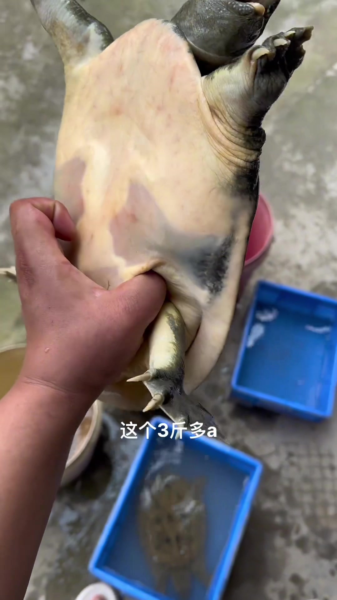 偶遇山甲鱼溪甲鱼