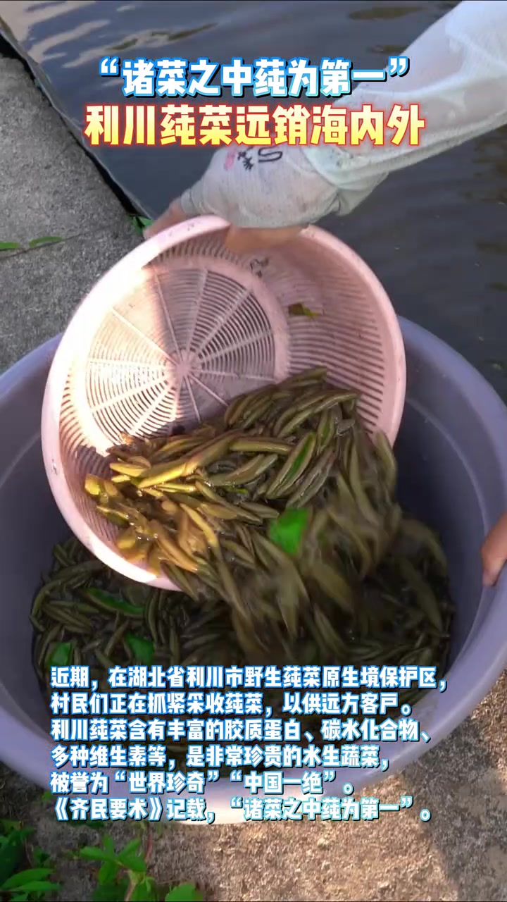 莼菜被誉为“世界奇珍”“中国一绝”,“中国莼菜之乡”利川迎来莼菜丰收季