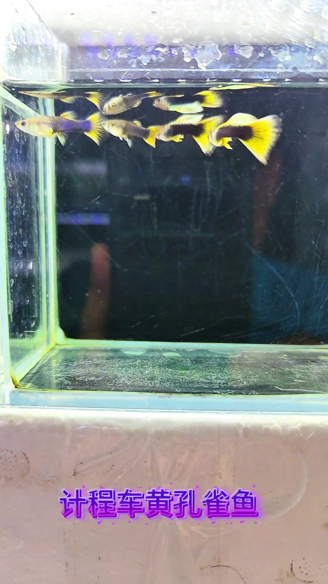 计程车黄礼服孔雀鱼