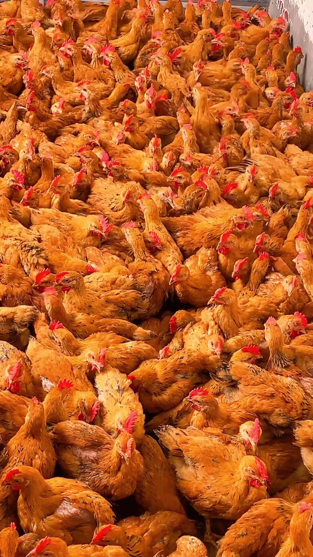 红玉380公鸡苗,肉质细腻鲜美营养价值高!