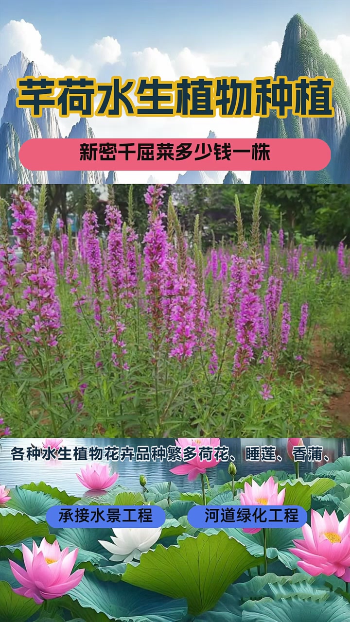 千屈菜种植基地