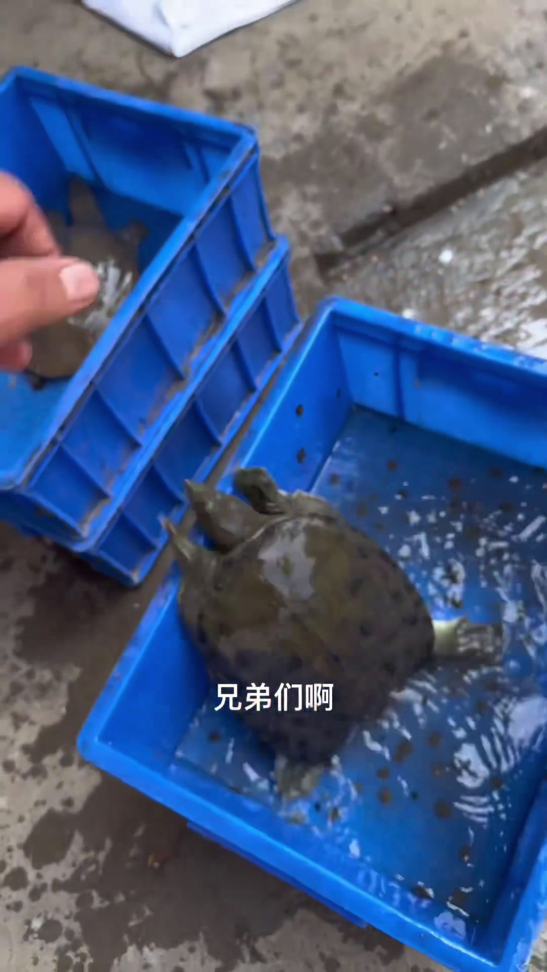 野生甲鱼为什么油也多?