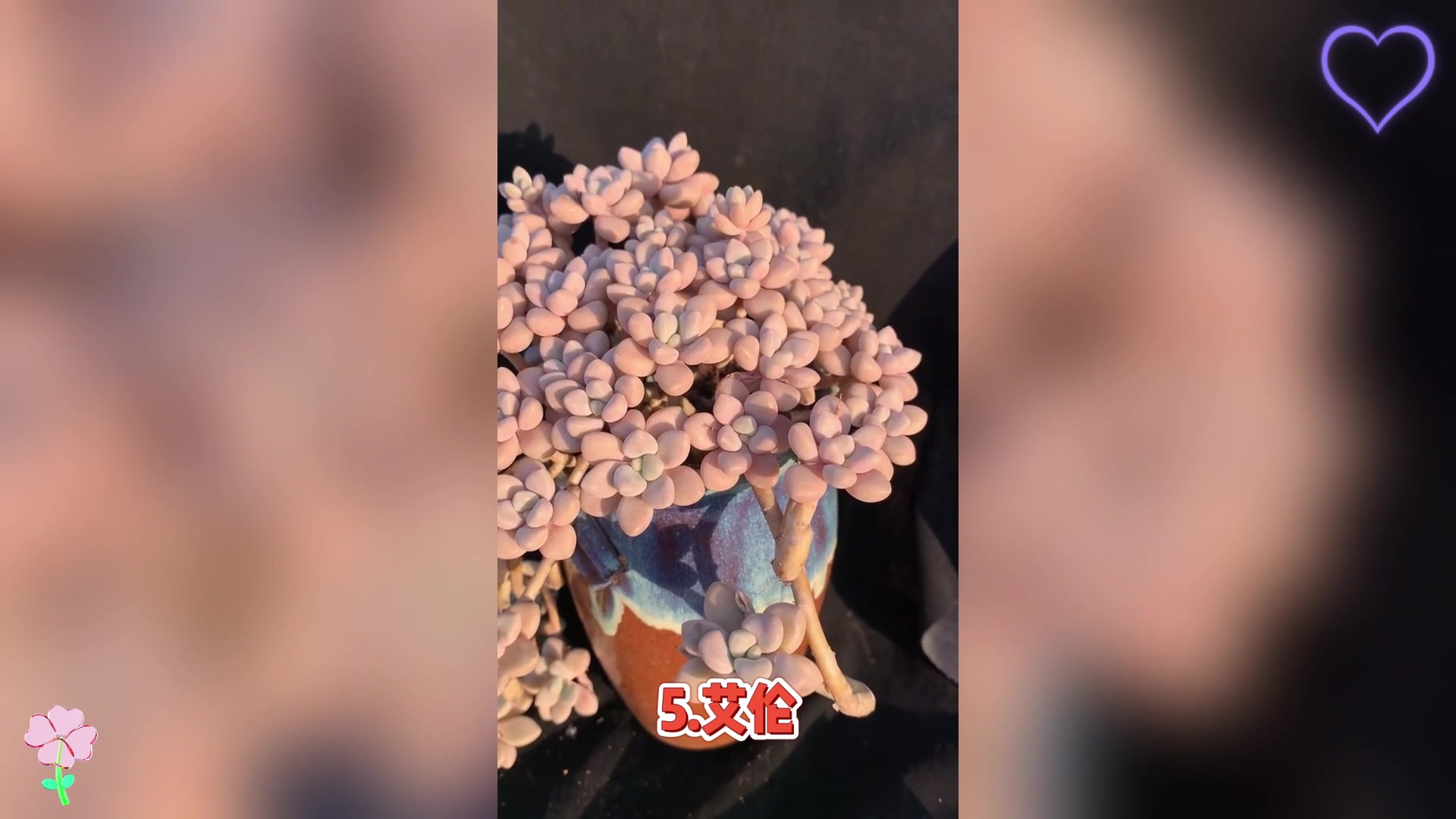 十种多肉植物易培养成老桩,检查一下你家是否拥有