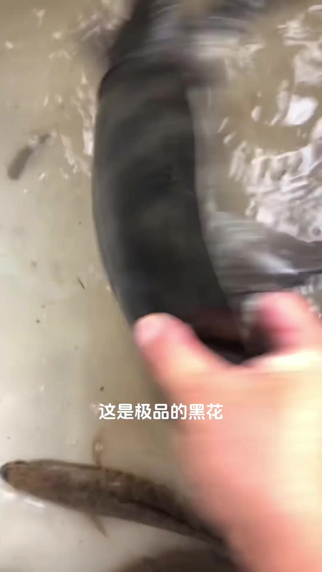 你能看出养殖和野生甲鱼区别吗