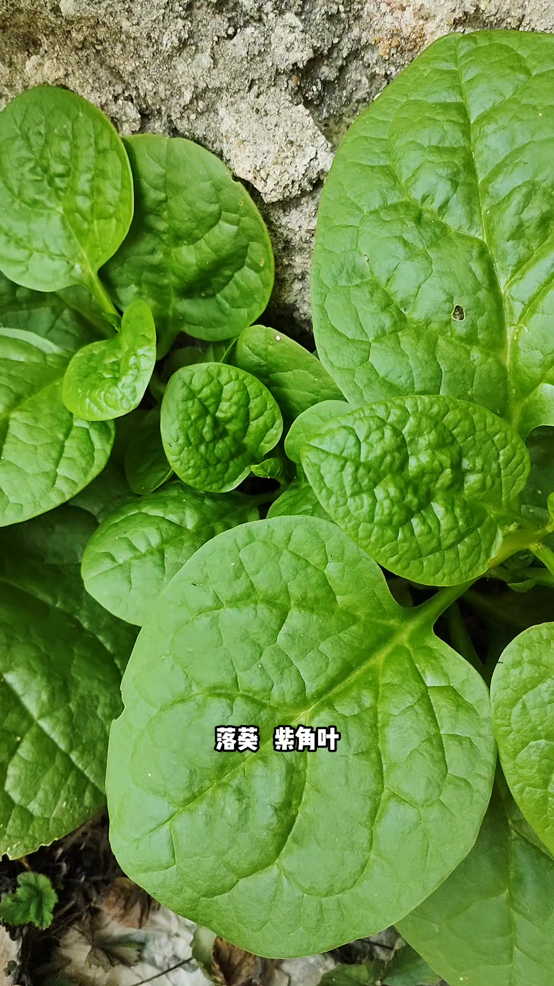 木耳菜又名豆腐菜、落葵、鼻涕菜,茎叶可食用清脆爽口,种子染色