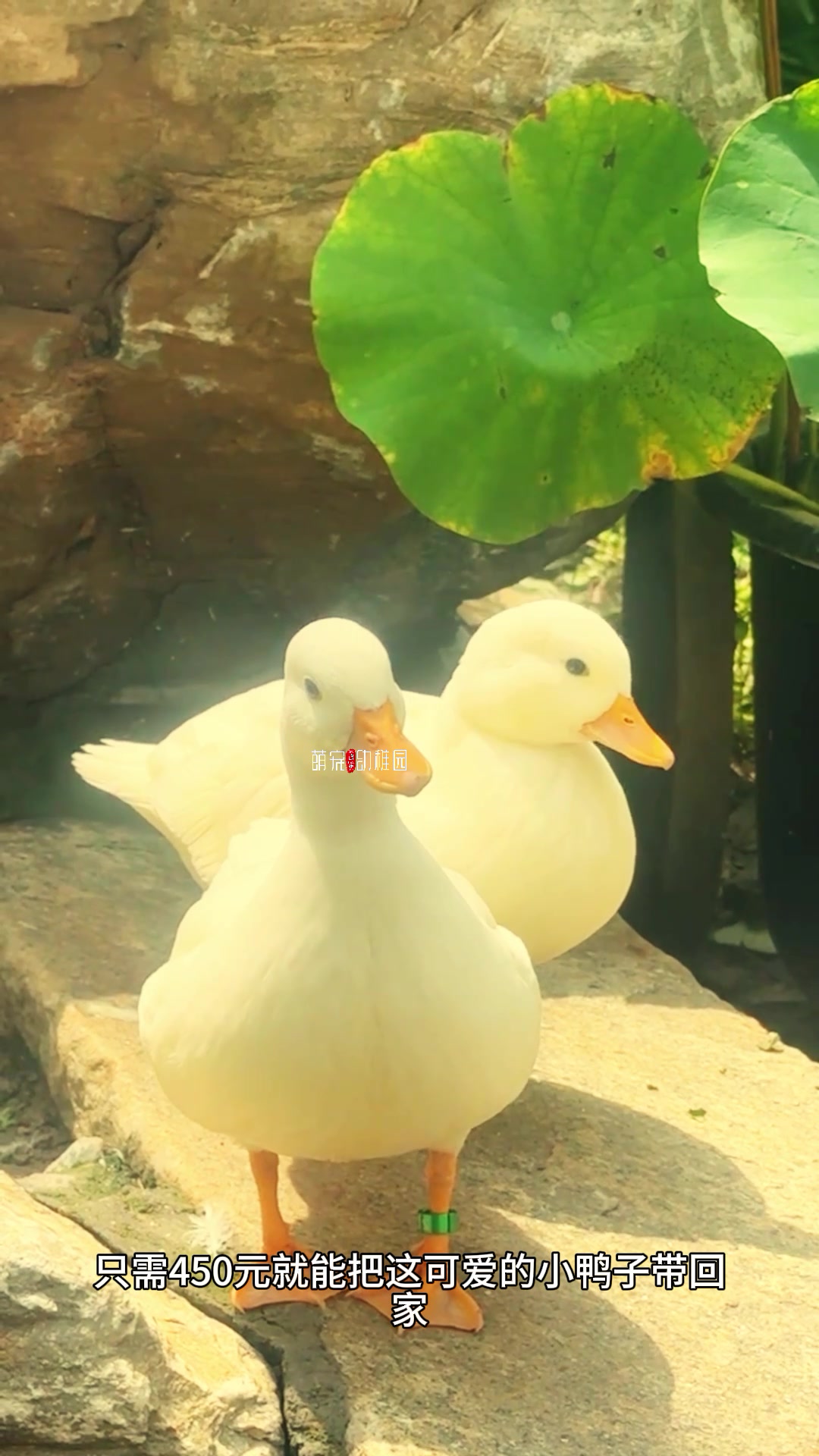 柯尔鸭多少钱一只