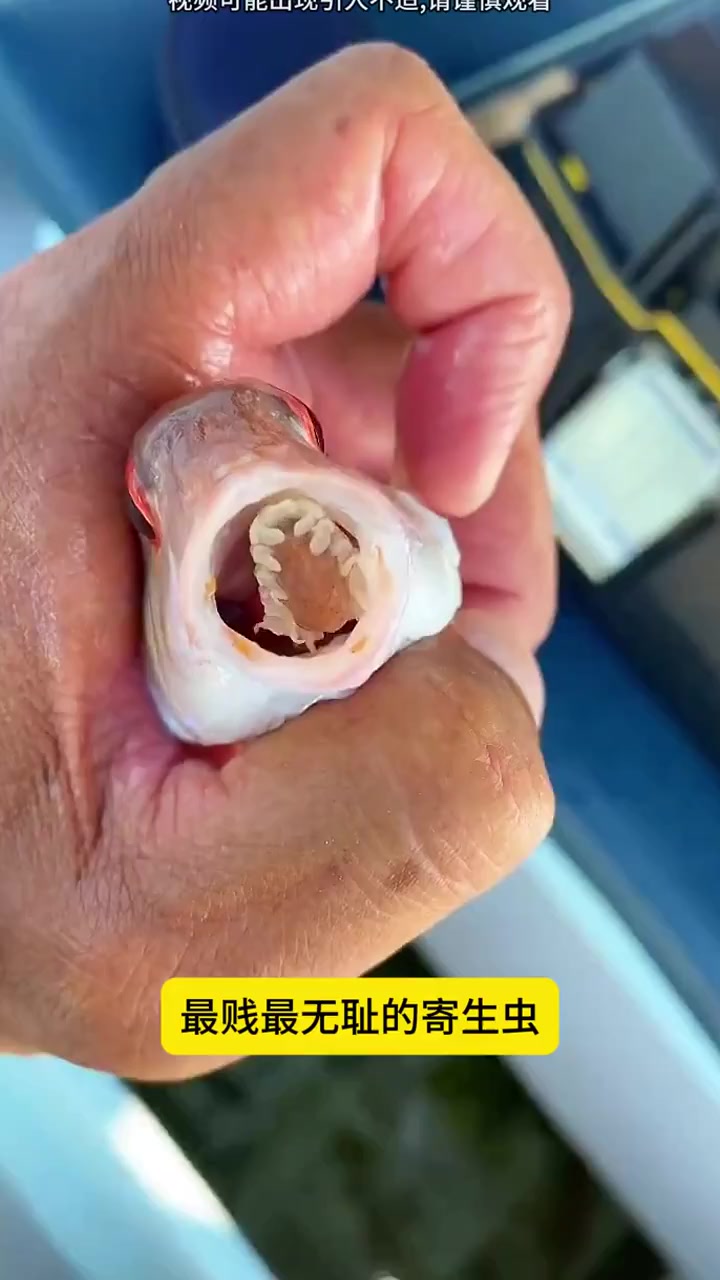 最贱最无耻的寄生虫,你吃鱼的时候见过它吗?