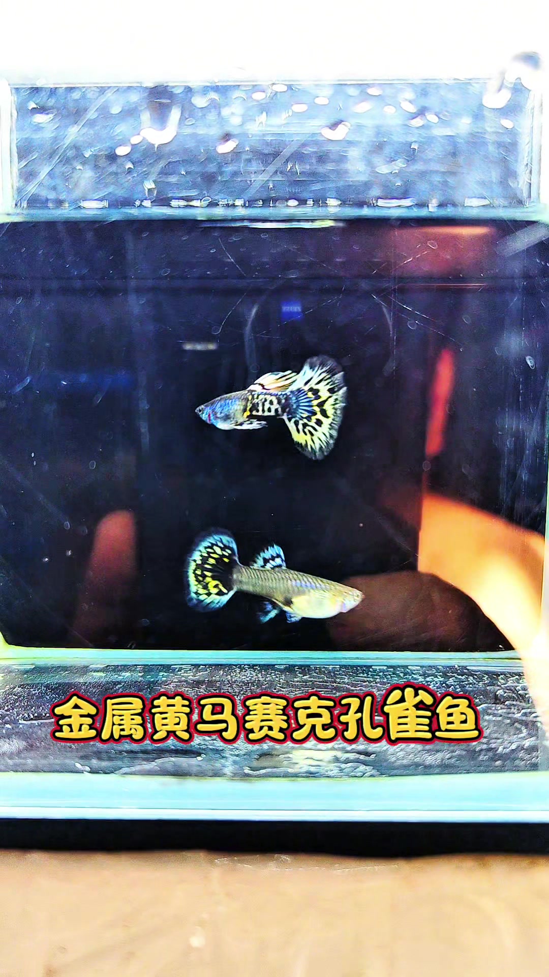 金属黄豹半月尾孔雀鱼