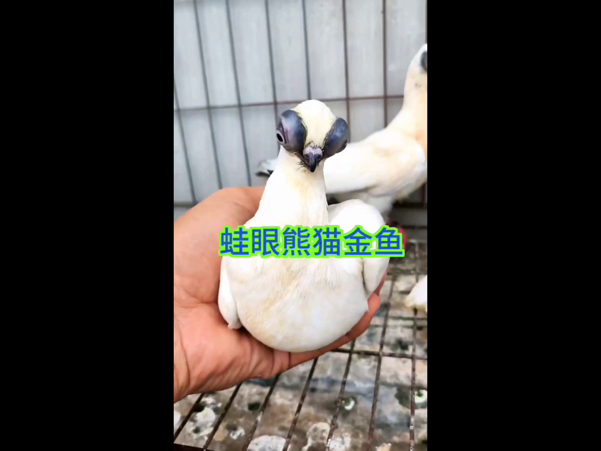 黑蛙眼熊猫金鱼观赏鸽