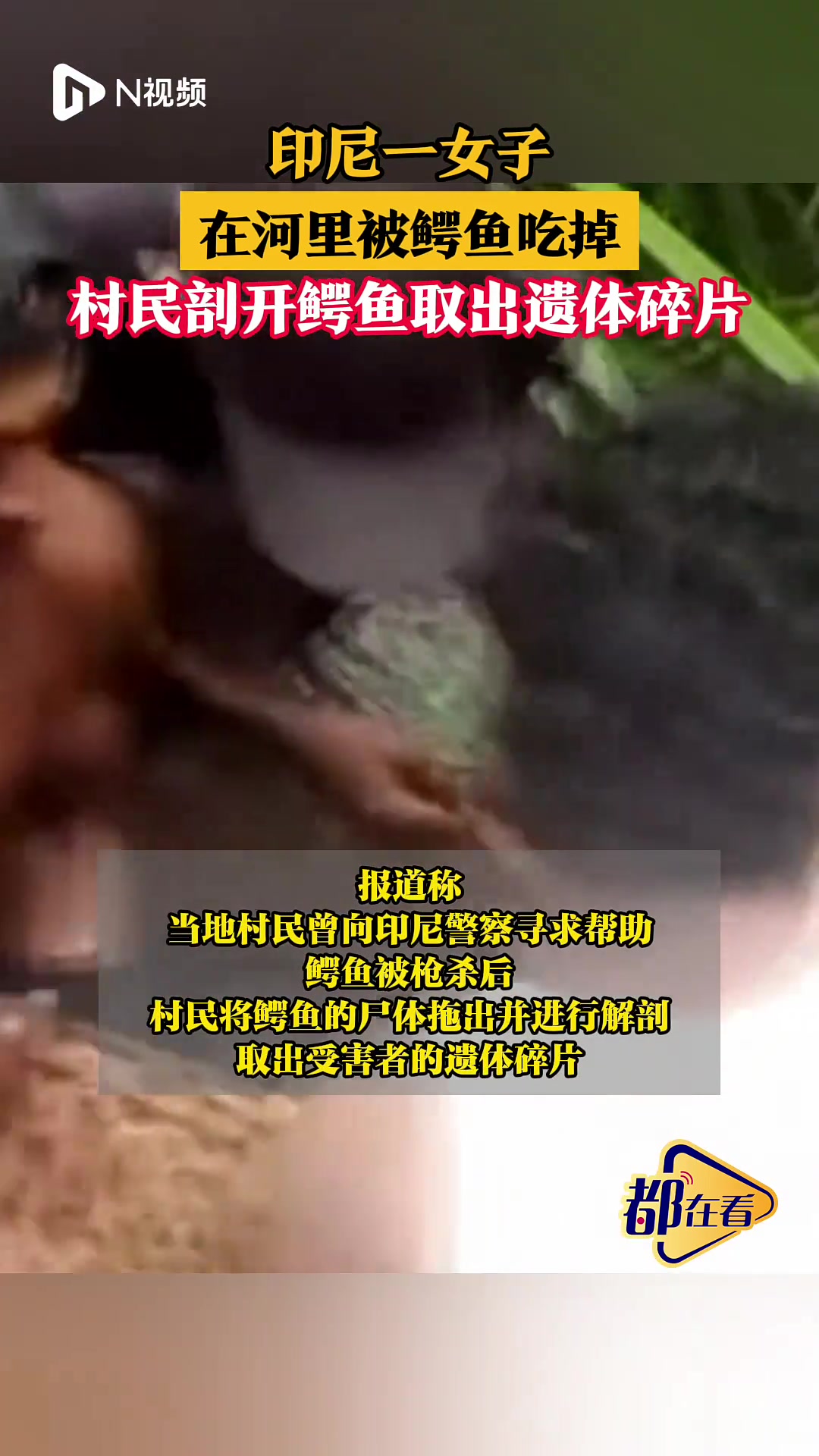 印尼一女子在河里被鳄鱼吃掉,村民剖开鳄鱼取出遗体碎片