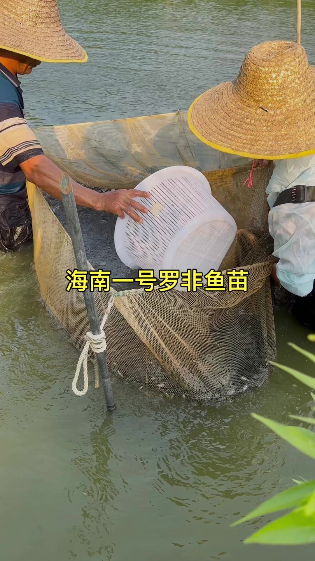 海南一号罗非鱼苗