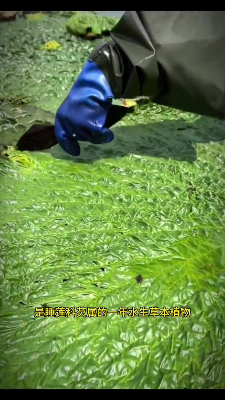你们看,这个长得像鸡头的东西,你肯定见过,不一定吃过,它就是