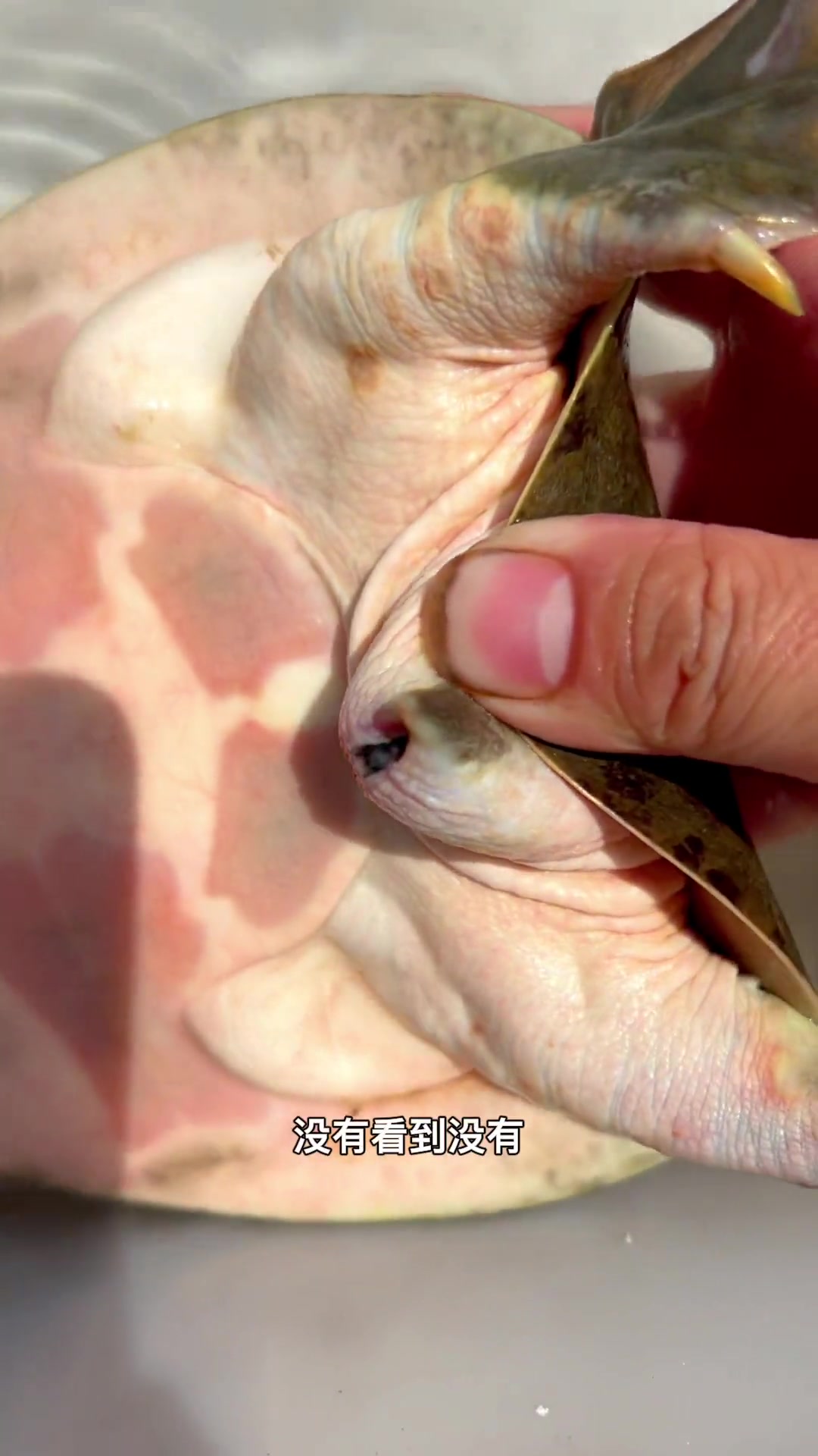 正确区分公甲鱼和母甲鱼