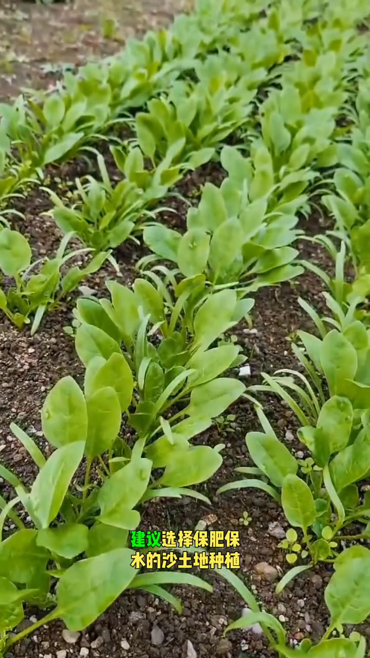 适合9月份露天种的蔬菜