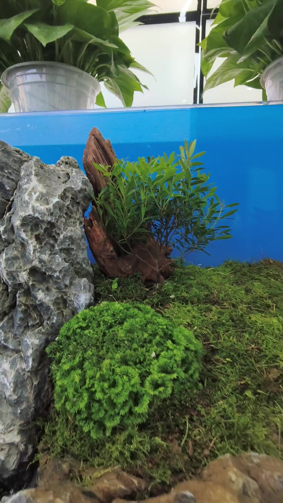 室内的山水雾化,水陆鱼缸喜欢吗?