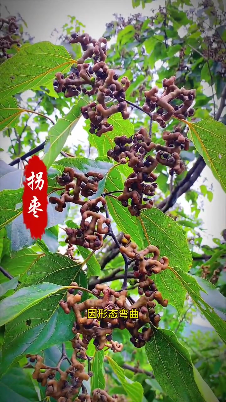 这种植物你们还记得吗?它就是拐枣,也叫鸡爪莲、万寿果等,记得