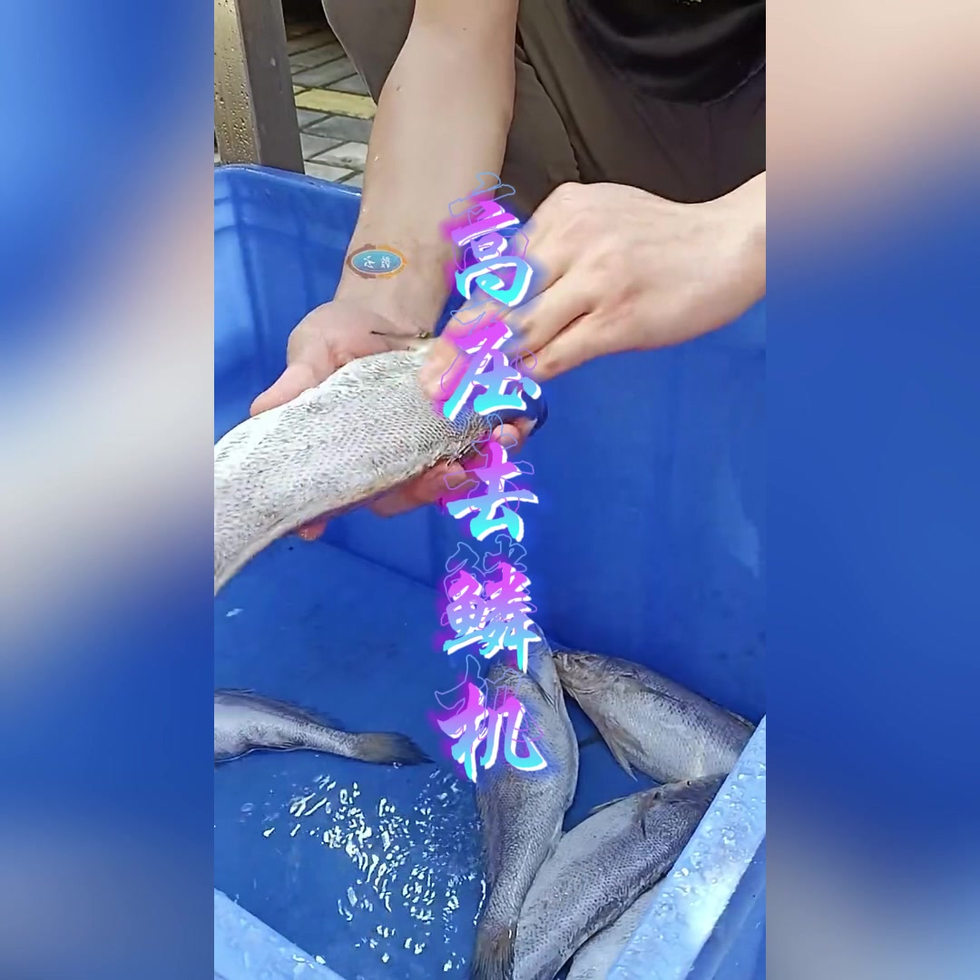 鳞片无痕,鱼肉更鲜——高压去鱼鳞机,为您的美食加分!多宝鱼