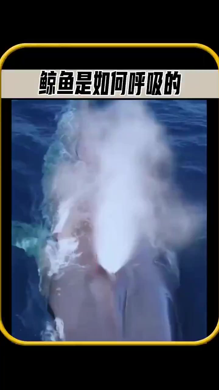 你知道鲸鱼是如何呼吸的吗?