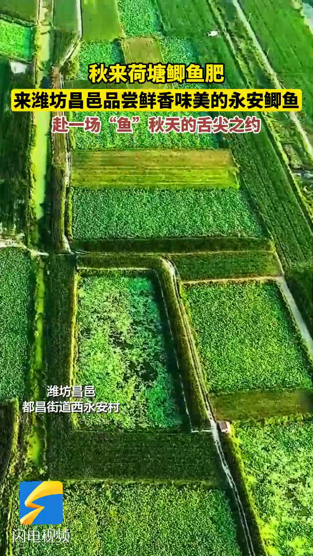 秋来荷塘鲫鱼肥 来潍坊昌邑赴一场“鱼”秋天的舌尖之约