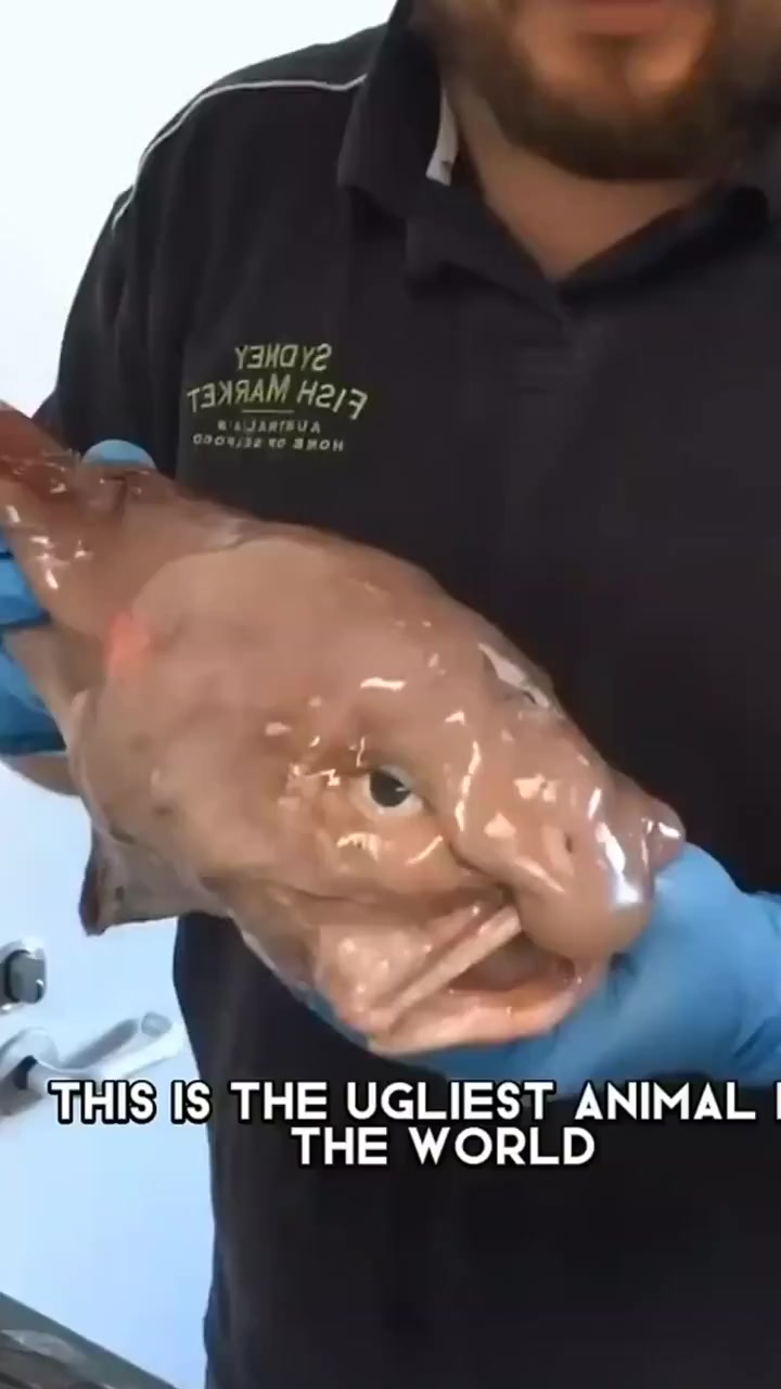 海洋生物的奥秘:揭秘深海的奇妙冷知识