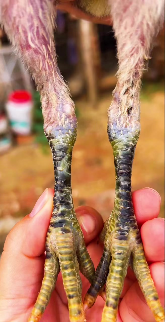 这就是网红斗鸡脚独麟怪脚