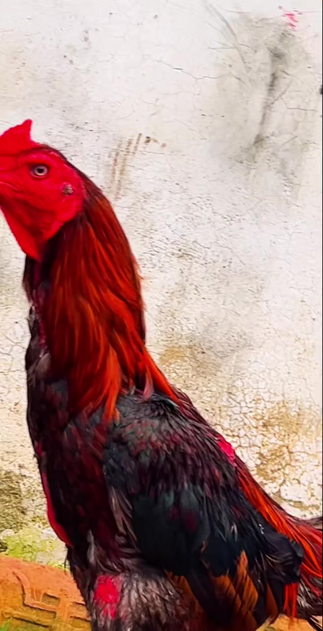 用了两年的龙鳞脚种公斗鸡腿麟非常漂亮