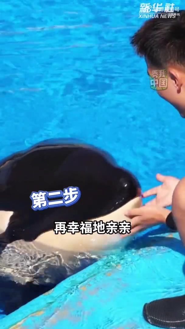 「虎鲸幼崽如何断奶喂辅食?保育员:哄“娃”吃饭 请多夸赞」果然宝宝们都喜欢被夸夸 去年12