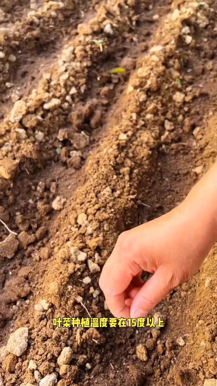 种蔬菜种子不发芽是什么原因