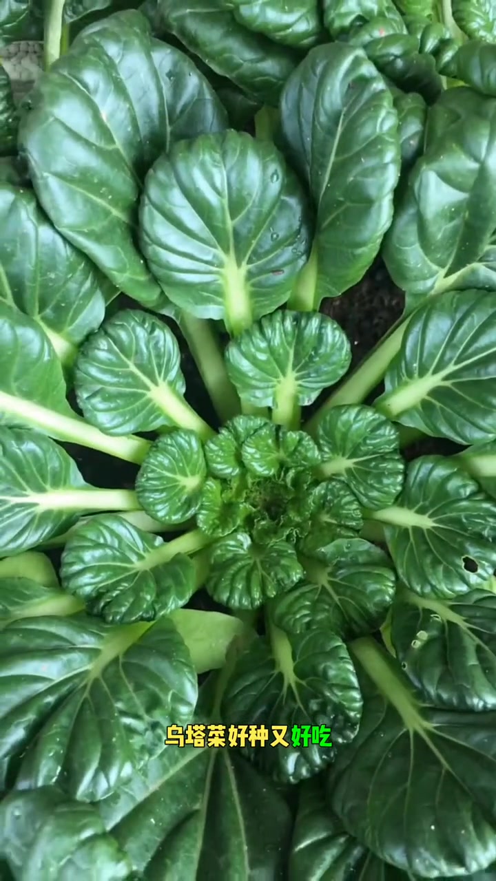 教您如何种植乌塌菜