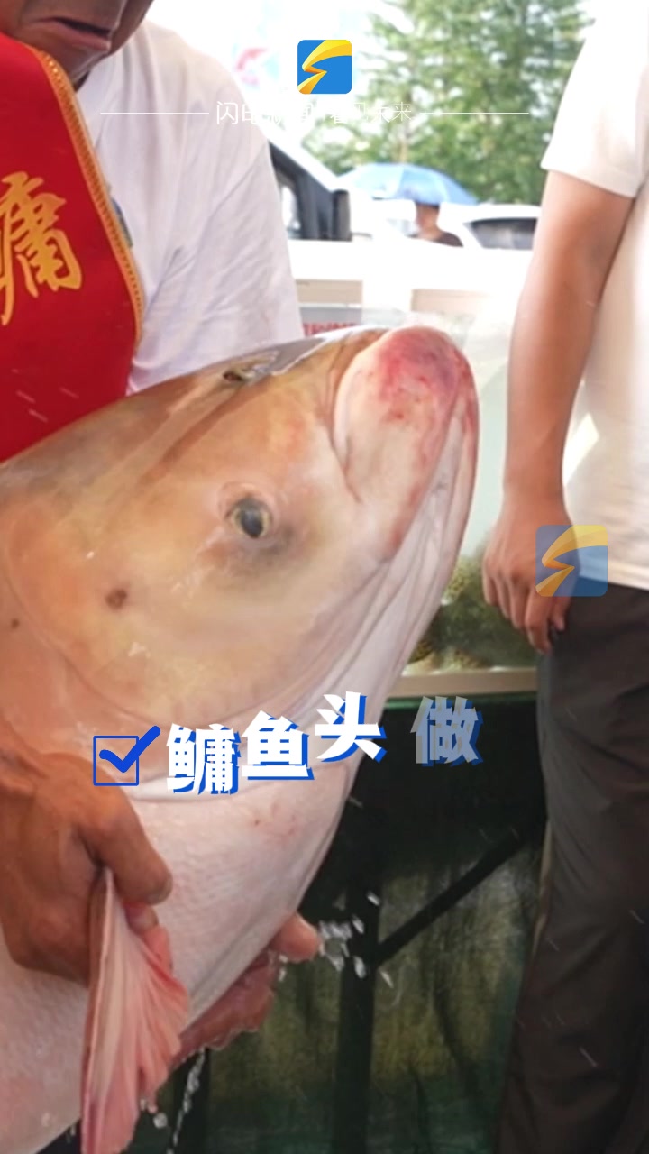 不出售,直接跟亲朋好友开吃!东平湖“鳙鱼王”已经连鱼哪个部位怎么做都想好了