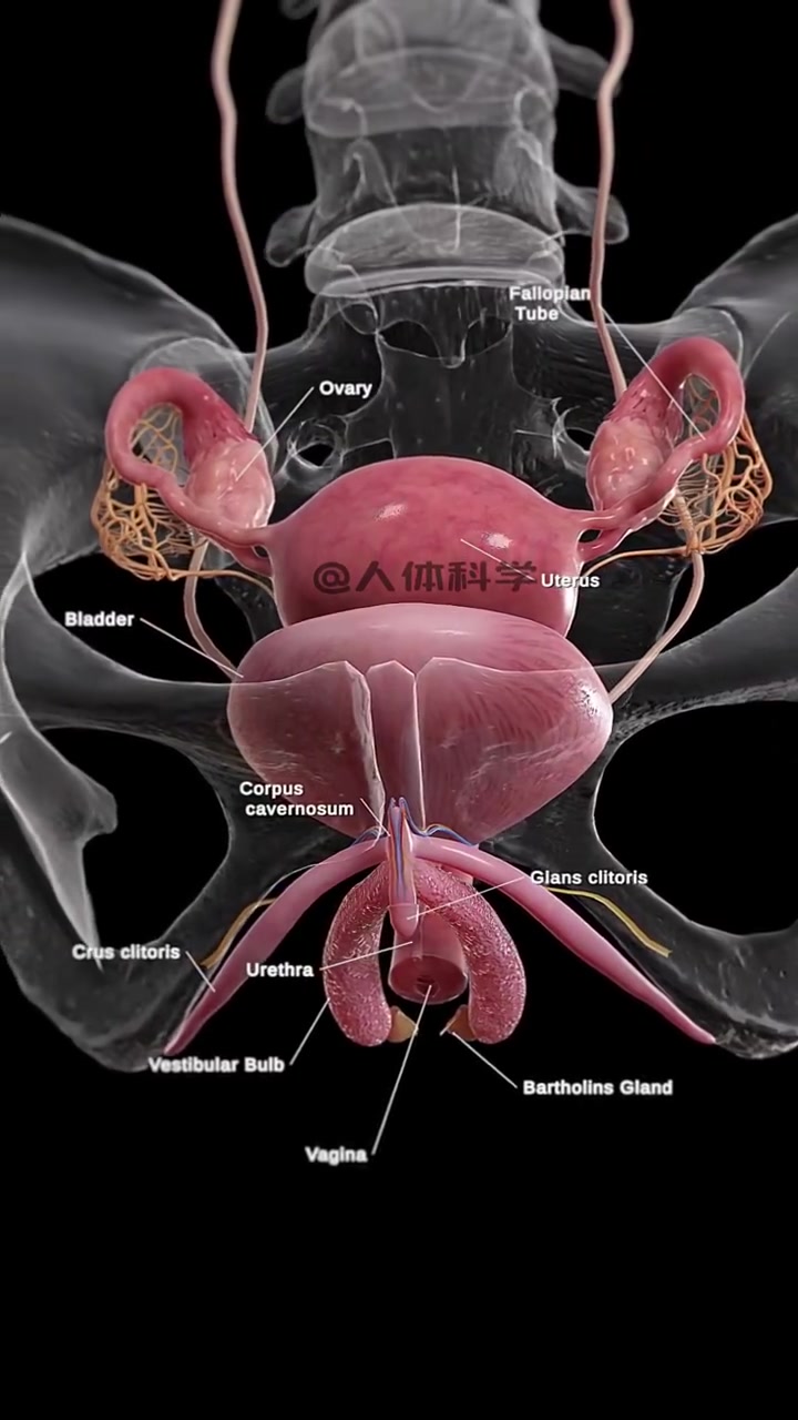 女性身体构造解剖图