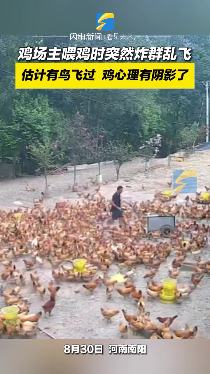 鸡场主喂鸡时突然炸群乱飞 估计有鸟飞过 鸡心理有阴影了