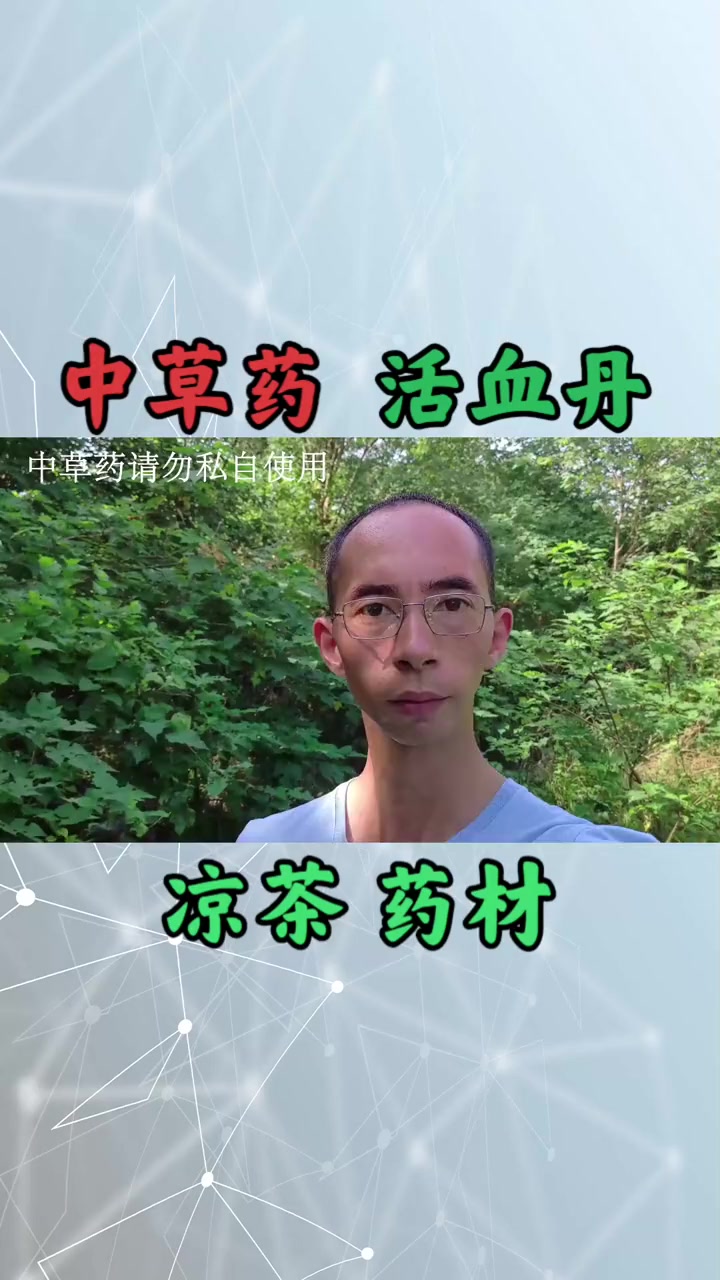 中草药植物“活血丹”,别名“胡薄荷”,凉茶与药材两大用途