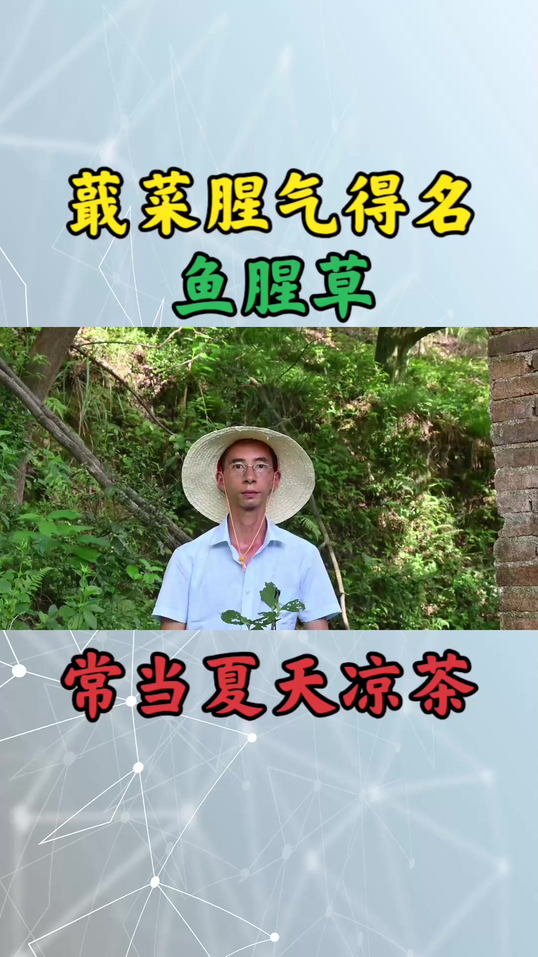 蕺菜特殊气味得名“鱼腥草”,俗称“清肺草”,农村人常当凉茶