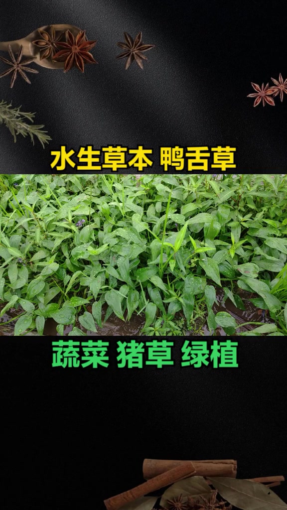 水生草本植物“鸭舌草”,有3大用途与价值,农村当危害杂草除
