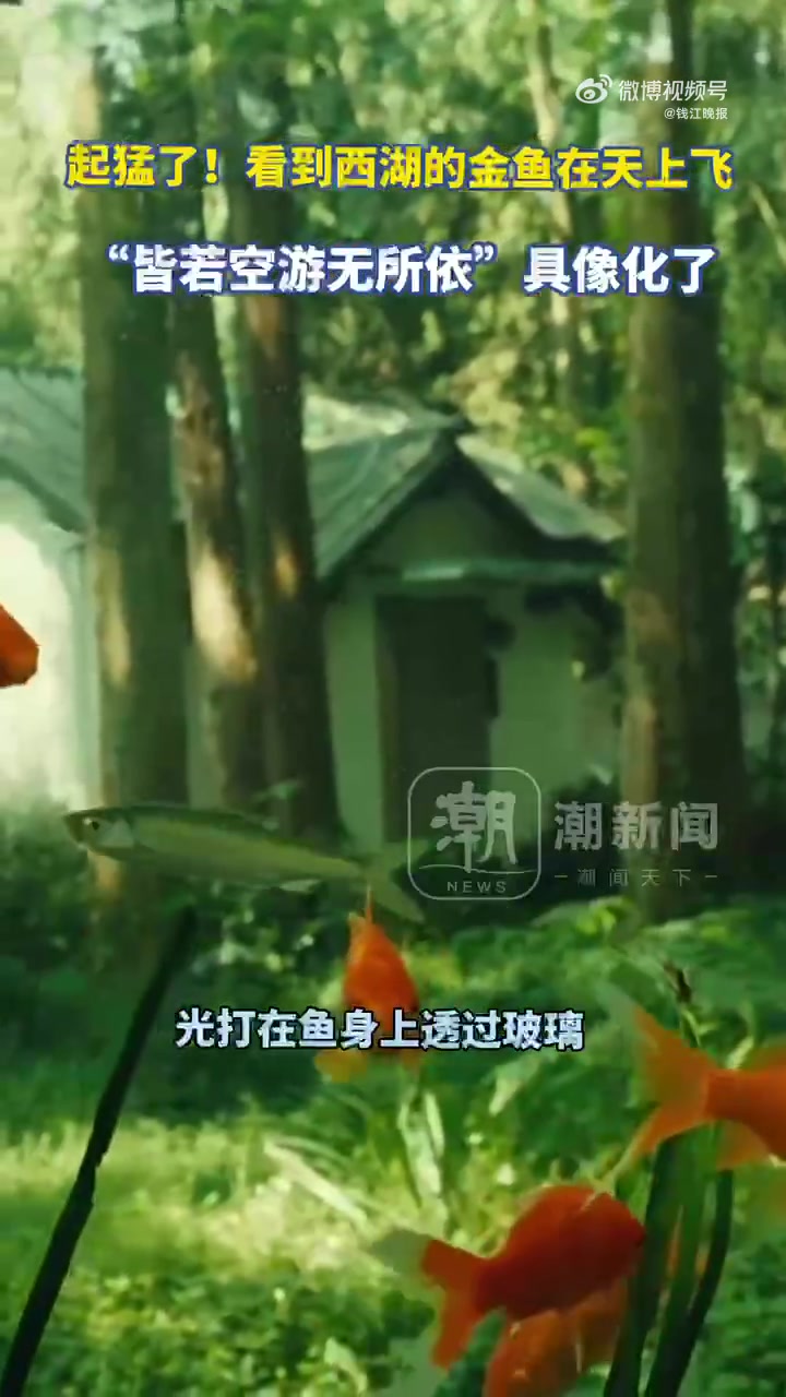 「创意取景!看到西湖的金鱼在天上飞」9月3日,摄影师范先生在西湖曲院风荷拍到了神奇一幕:杭