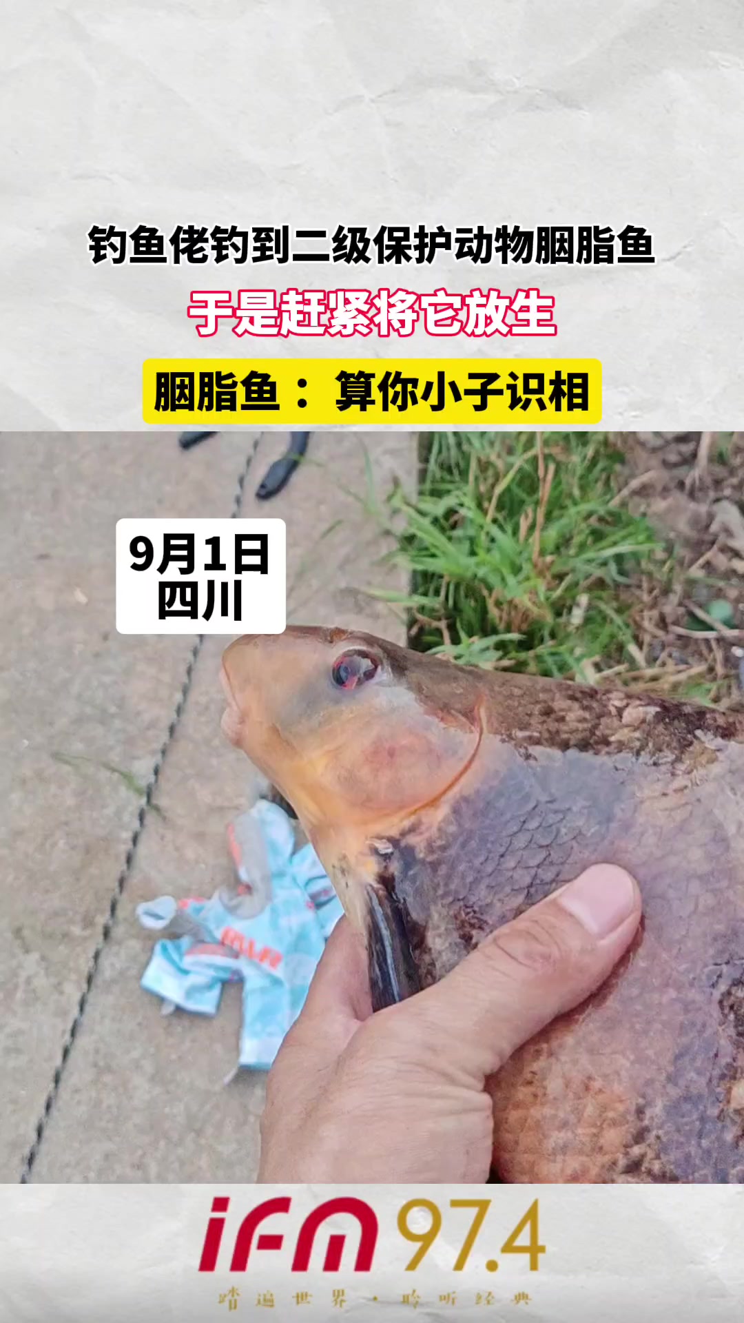 钓鱼佬钓到二级保护动物胭脂鱼,于是赶紧将它放生,胭脂鱼:算你小子识相