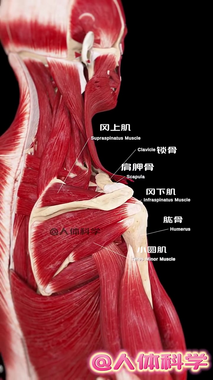 肩部肌肉结构解剖图